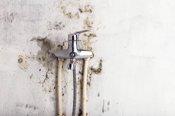 Best Mold Removal and Inspection  in Carter Lake, IA
