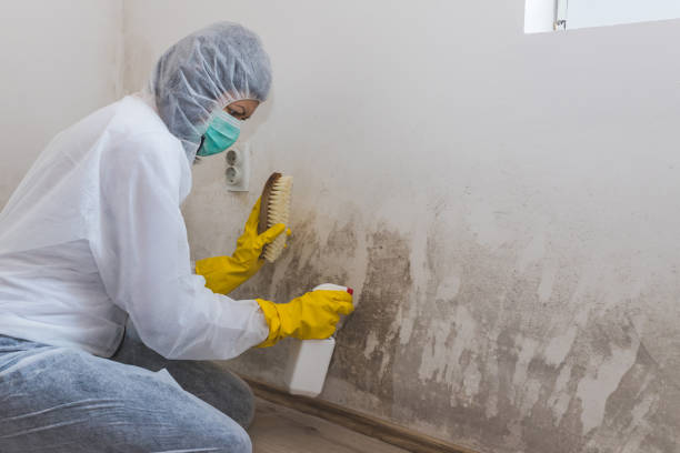 Best Toxic Mold Removal  in Carter Lake, IA