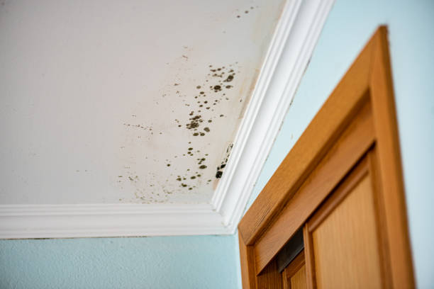 Best Local Mold Removal Service  in Carter Lake, IA