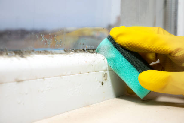 Best Professional Mold Removal  in Carter Lake, IA