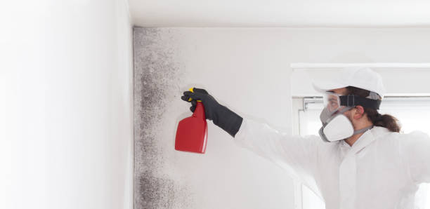 Best Mold Damage Repair  in Carter Lake, IA