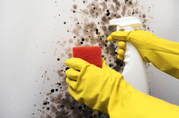 Best Crawl Space Mold Removal  in Carter Lake, IA