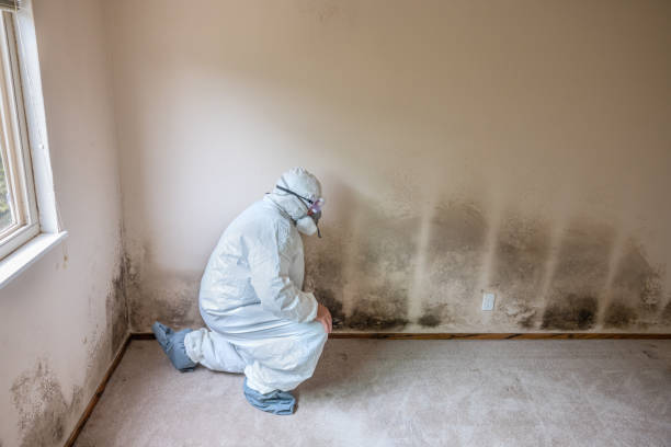 Best Residential Mold Removal  in Carter Lake, IA