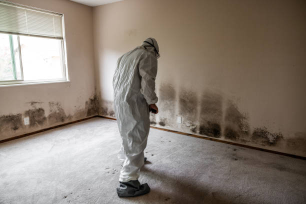Best Professional Mold Removal  in Carter Lake, IA