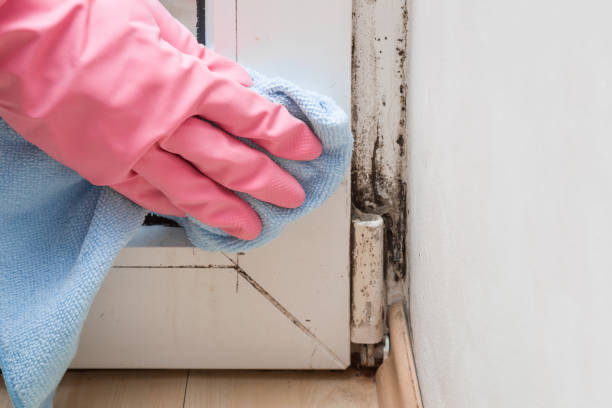 Best Toxic Mold Removal  in Carter Lake, IA