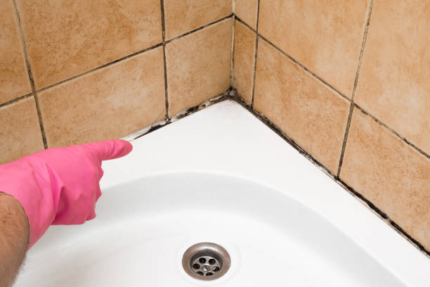 Best Attic Mold Removal  in Carter Lake, IA